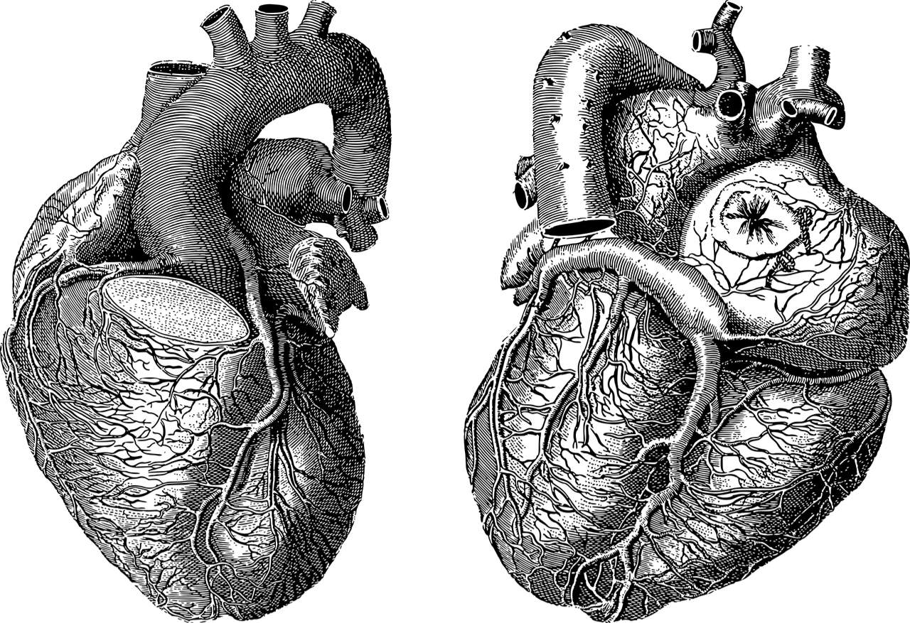 दैनिक_व्यायाम_के_10_लाभ_heart_image